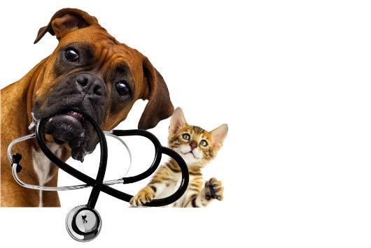 Przychodnia weterynaryjna w Zawierciu