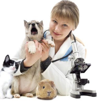 Oferta Kliniki Weterynaryjnej w Zawierciu