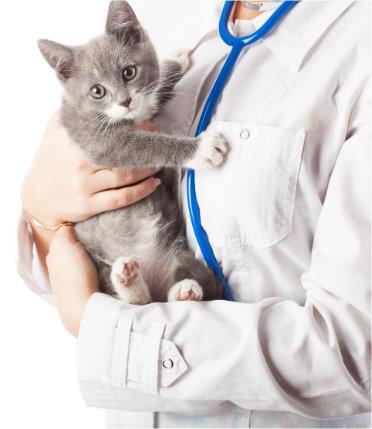 Czipowanie psów i kotów