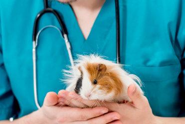 Diagnostyka weterynaryjna